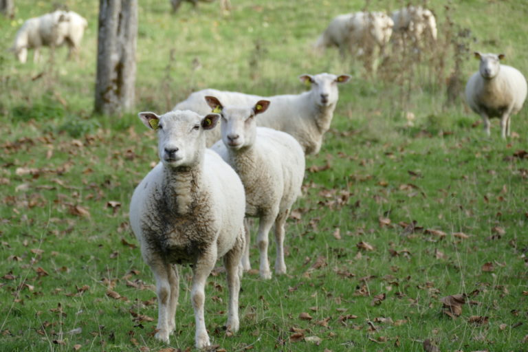 laine à matelas