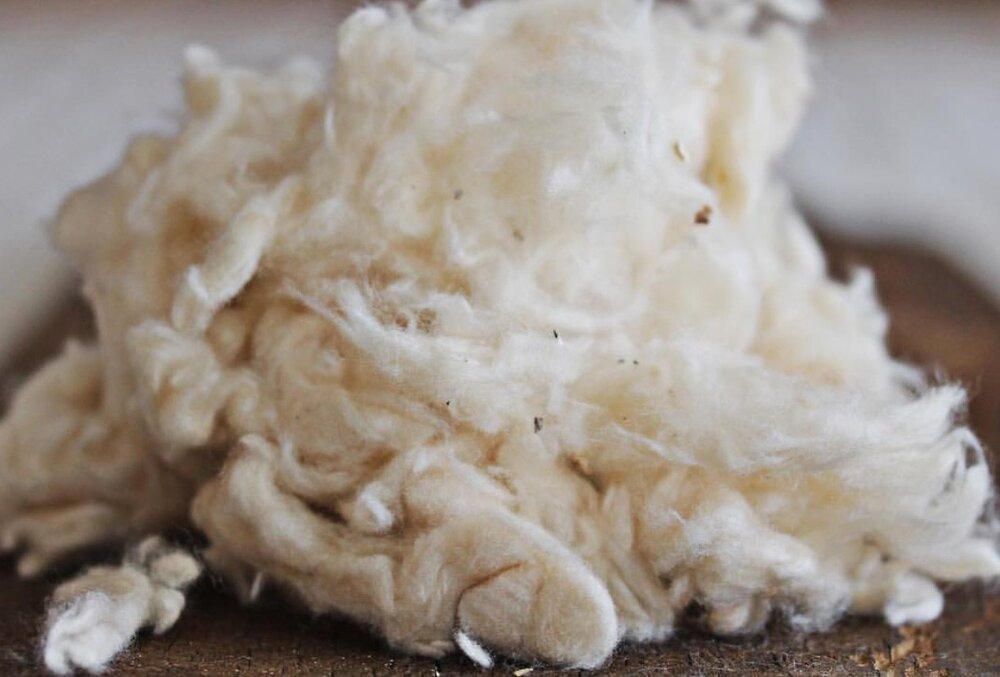 Matières végétales pour garnissage literie et oreiller