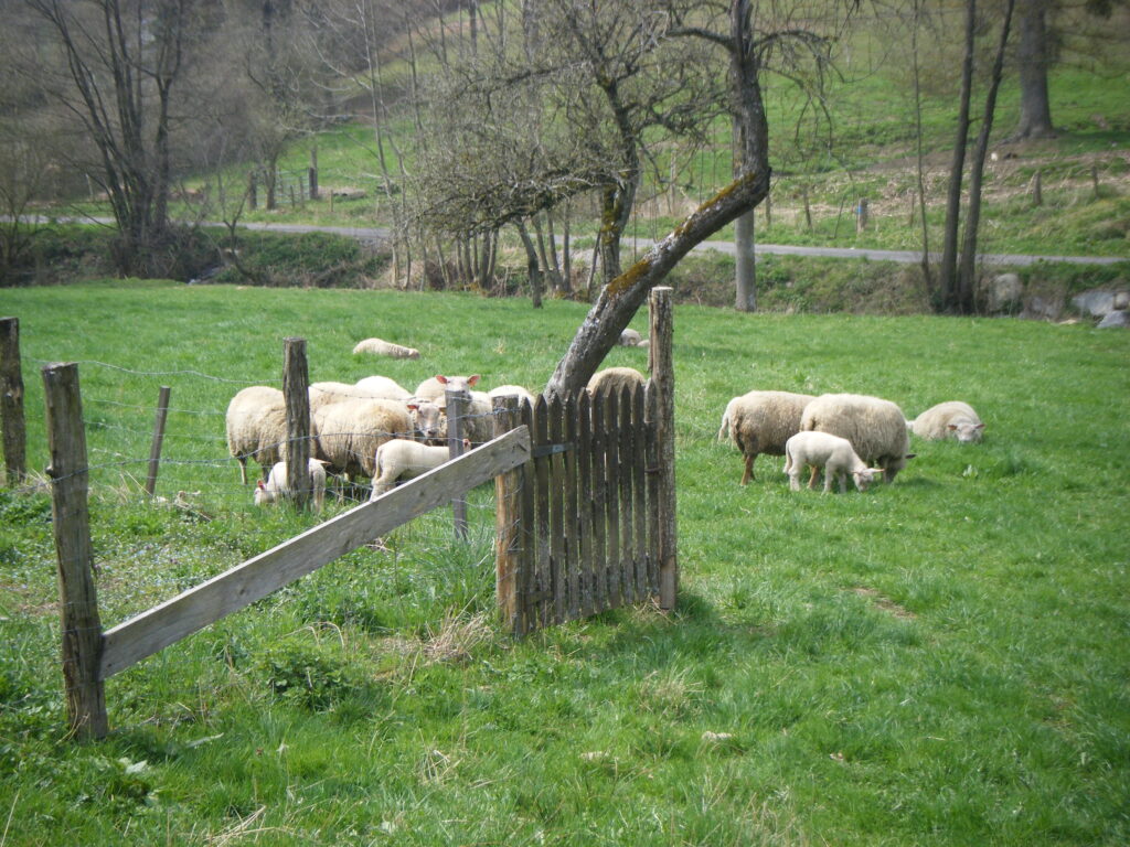 'laine de mouton locale cardée pour matelas Cardelaine